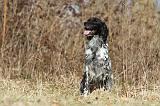 SETTER ANGLAIS 056